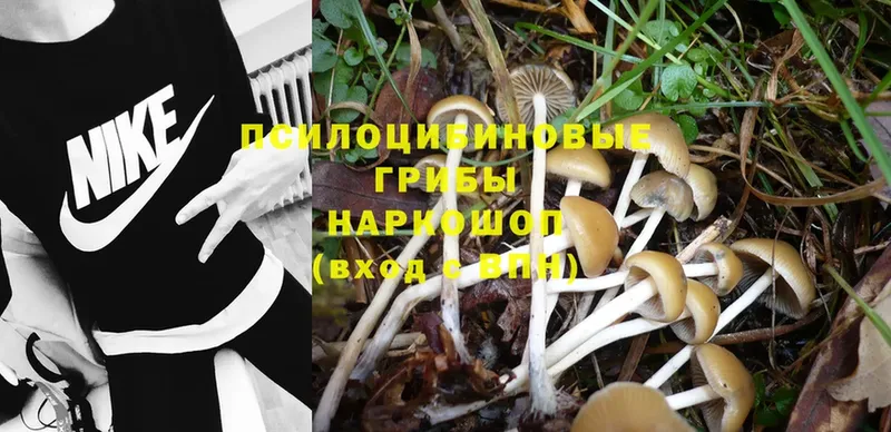 Галлюциногенные грибы Magic Shrooms  Высоцк 